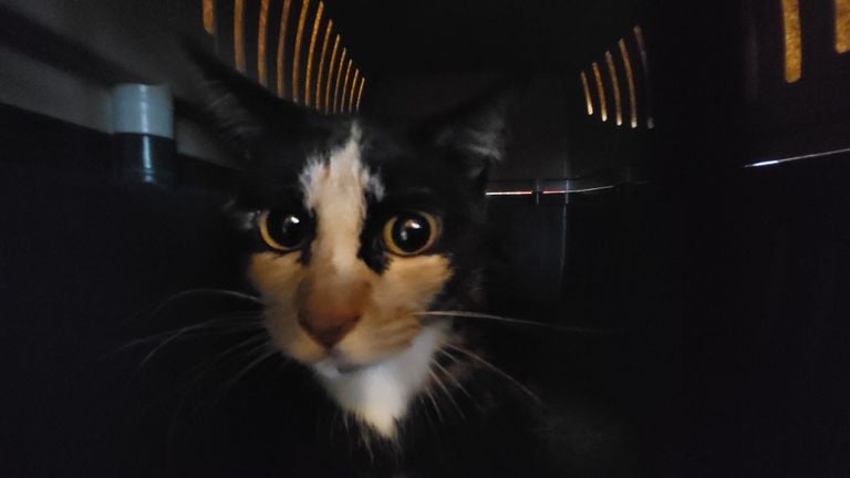 The other cat ((photo: national inspection service Diererwerlzijn).