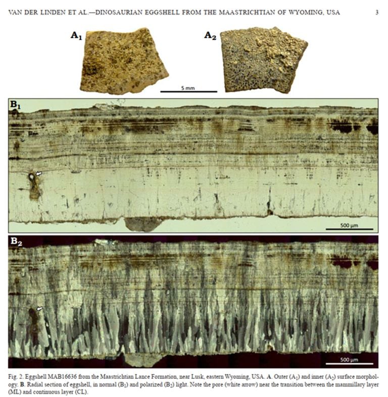 The piece is only five millimeters in size (photo: primal time museum).