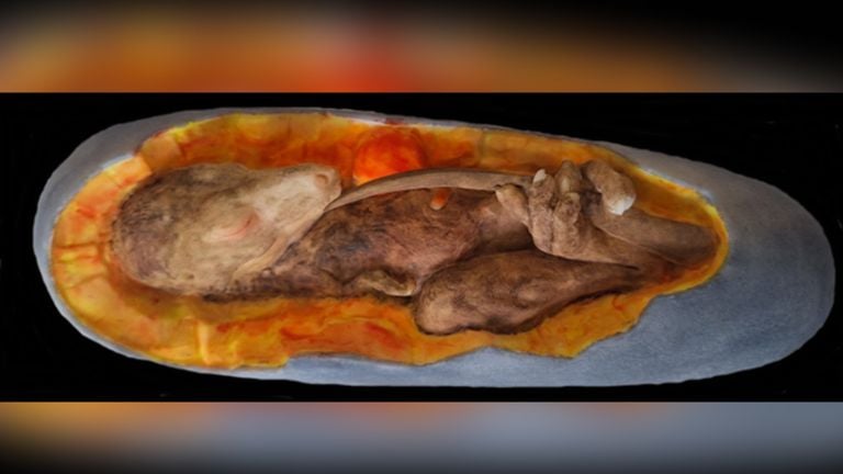 A reconstruction of a young T-Rex in the oval-shaped egg (photo: primal time museum).