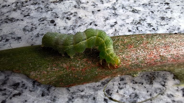 A caterpillar of the Gamma owl (photo: Yvonne Rommelaars).