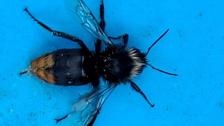 A stone bumblebee (photo: Lous Zurcher).