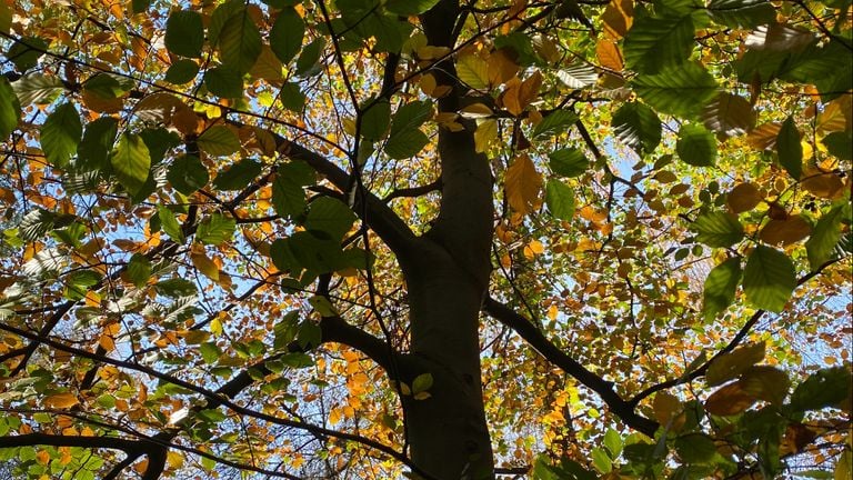 An affected beech tree (photo: Frans Kapteijns).