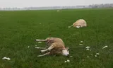 A sheep farmer finds dead sheep in his pasture in Westdorp near Borger.