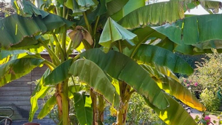 Banana tree with bananas (photo: Suzanne Neijenhuis).