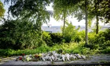 Flowers on the spot in Gouda where Joeweela de Gelder was murdered by her ex-partner at the end of July. Photo Robin Utrecht 
