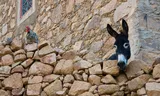 A donkey in Morocco. The animals are mainly used by humans as a burden animal.