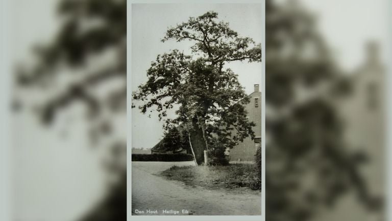 The holy oak in earlier times (photo: Heritage Foundation Den Hout).