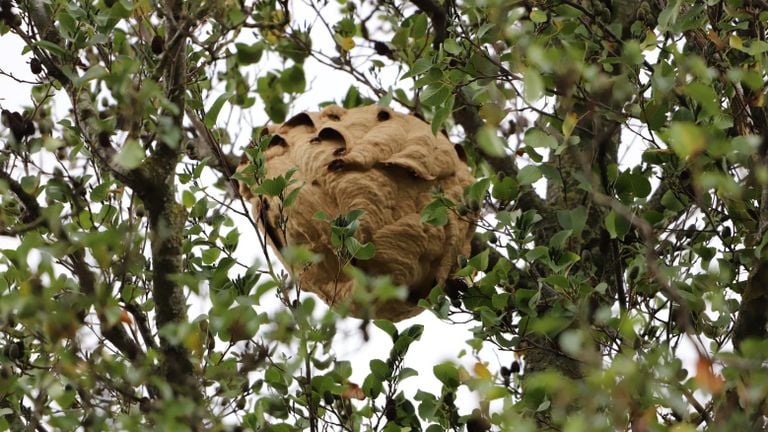 The Nest Asian horners in the tree on Teisterbantstraat in Empel (photo: Collin Beijk).