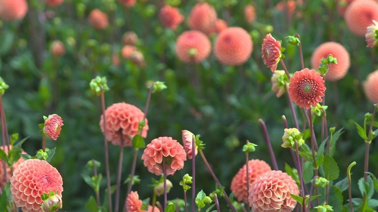 Dahlias: the flower of the flower parade (photo: Omroep Brabant).