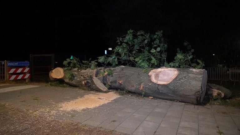 The culprit (photo: Heitink/ Bart Meesters news agency).