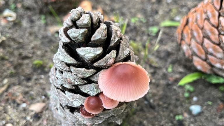 A Zeedenmycena (photo: Herman van der Donk).