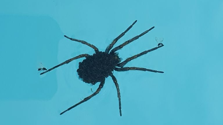 Probably a Tarantulaspin, the real one with young spiders on the back in a Spanish swimming pool (photo: Mark Bogers).