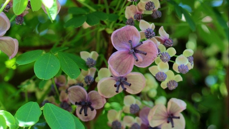 Flowers of the Schijnaugurk or Klimbes.