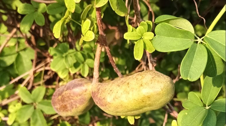 A climaugurk, akebia quinata (photo: Anneke van Heel).