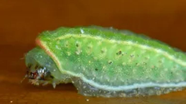 A snailer butterfly (photo: butterfly foundation).