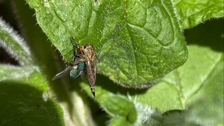 An ordinary robbery fly injects a green meat fly (photo: Roy Ott).