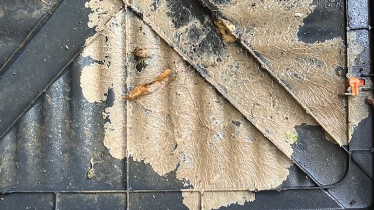 A mycelium (photo: Theo van der Rijk).