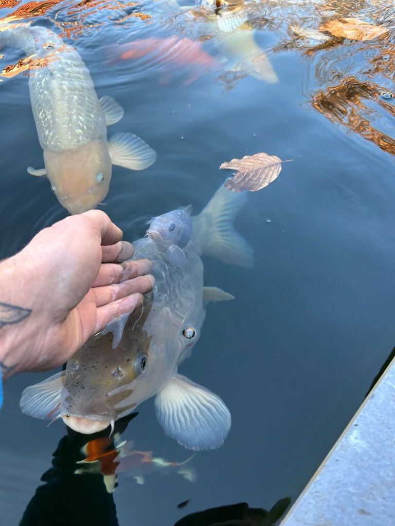The favorite carp is simply a gray one (photo: Barry).
