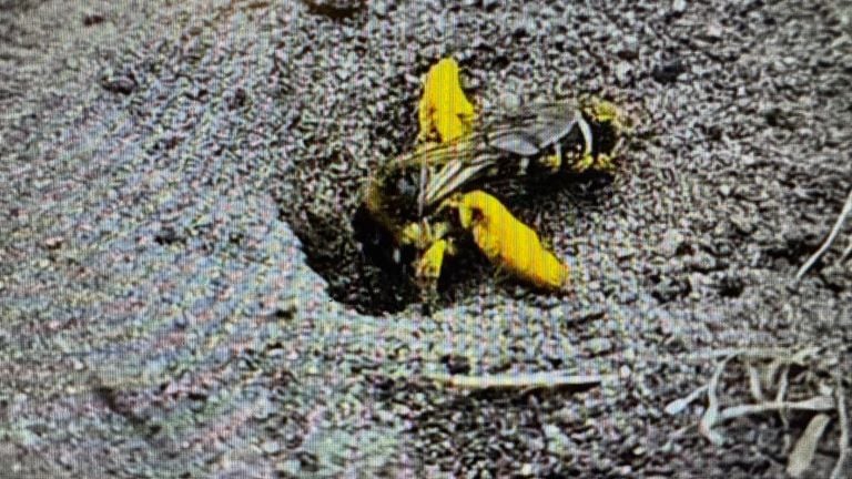 A feather-footed bee (photo: Patricia Scholten).