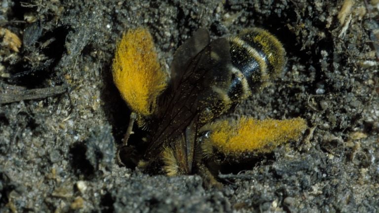 A plume-footed bee at a nest (photo: Saxifraga/Pieter van Breugel).
