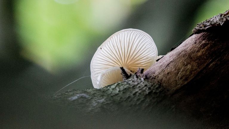 A porcelain fungus (photo IVN Grave).