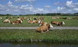 Cows in a pasture of an organic farm.