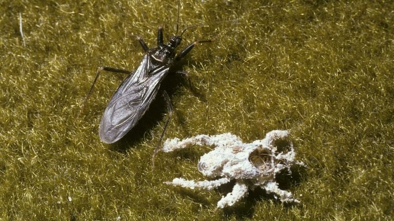 A mask bug image and an empty nymph (photo: Saxifraga/Pieter van Breugel).