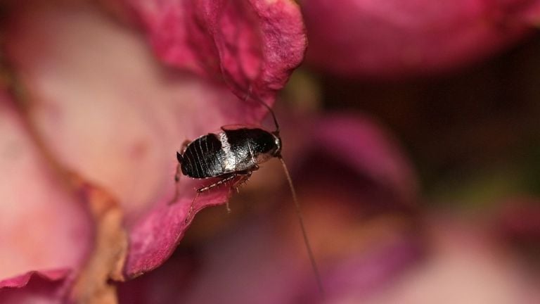 An adult cross-banded cockroach (photo: Saxifraga/Tom Heijnen).