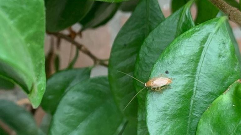 A pale cockroach (photo: Etiënne van de Wiel).