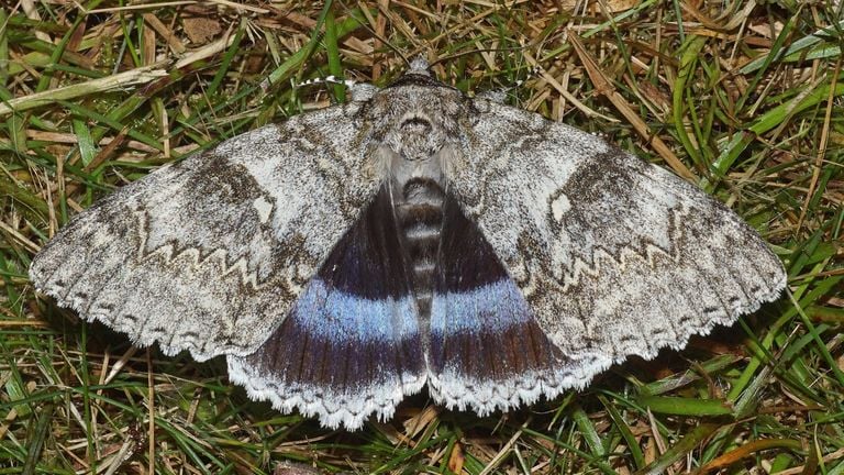 A blue orphan (photo: Saxifraga/Adriaan Dijksen).
