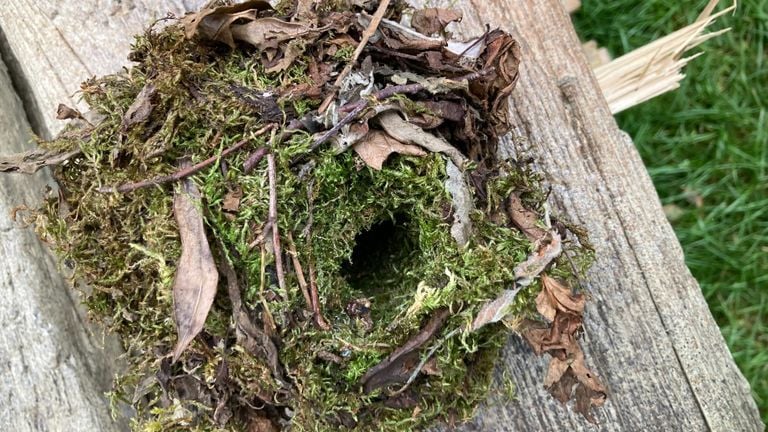 Nest of wren photo Nout Smit