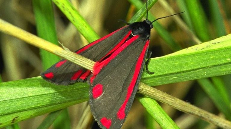 A scallop butterfly.