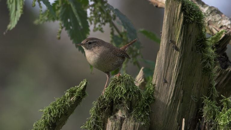 A wren photo Saxifraga Luc Hoogenstein