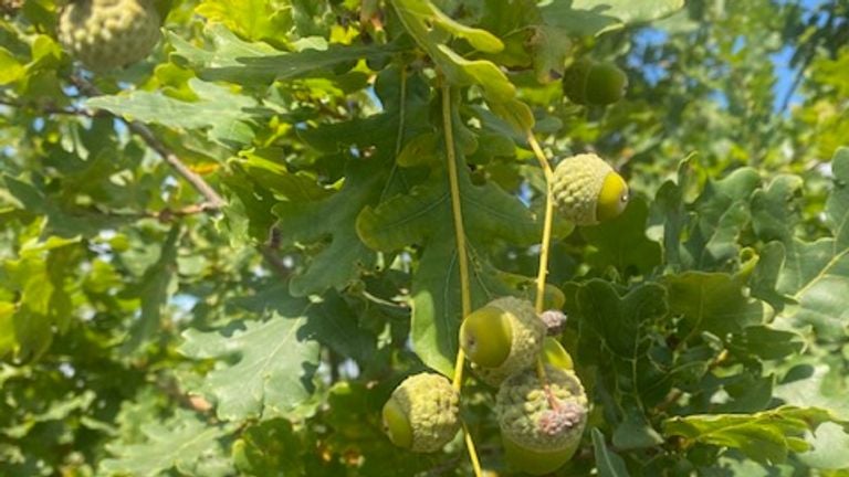 Acorns on acorns (photo: Frans van Westering).