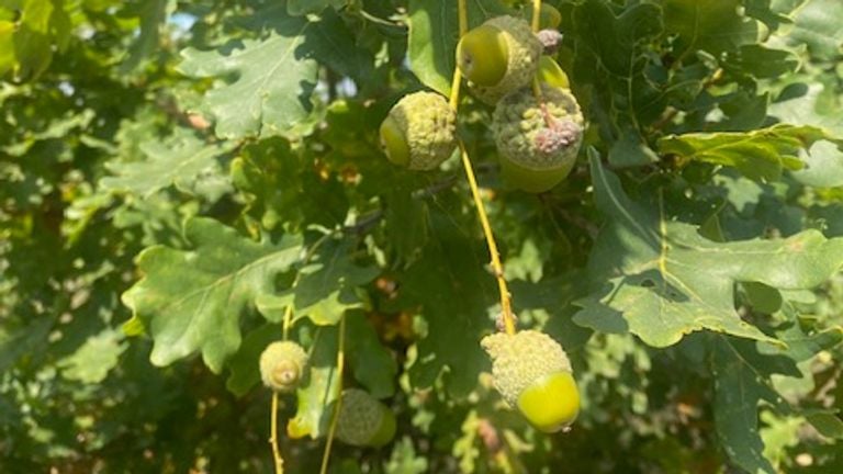 Acorns on acorns photo Frans van Westering
