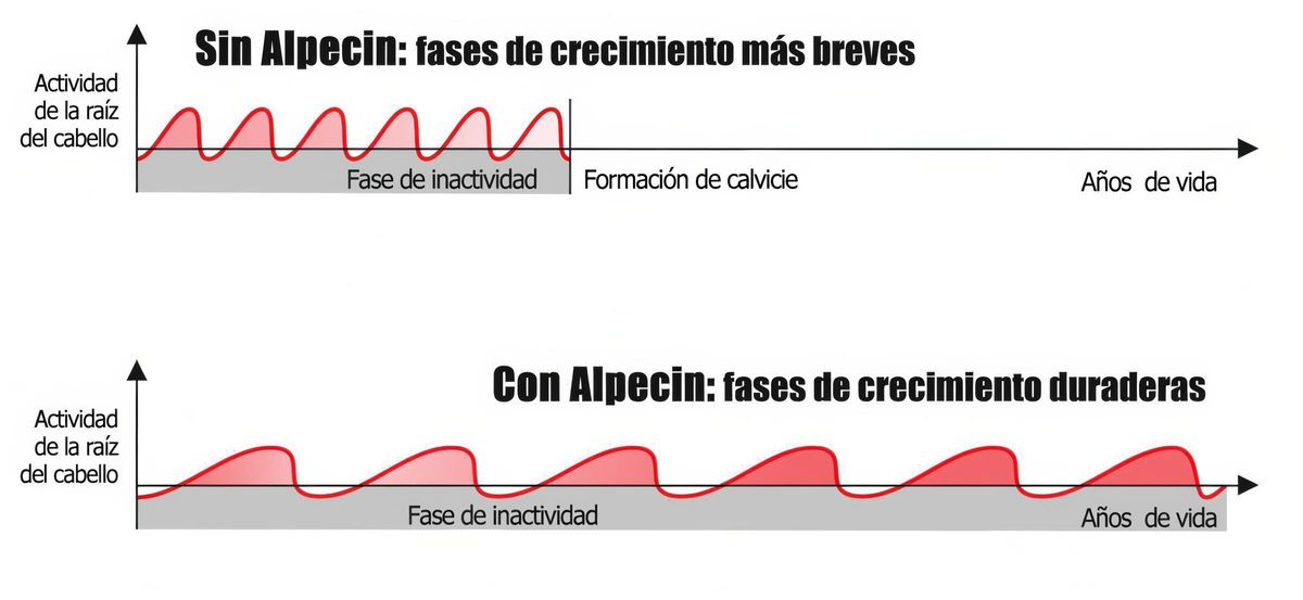 Alpecin: shorter growth phases.