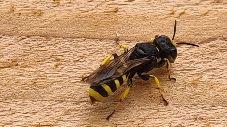 A block-headed wasp spec. (photo: Marc).