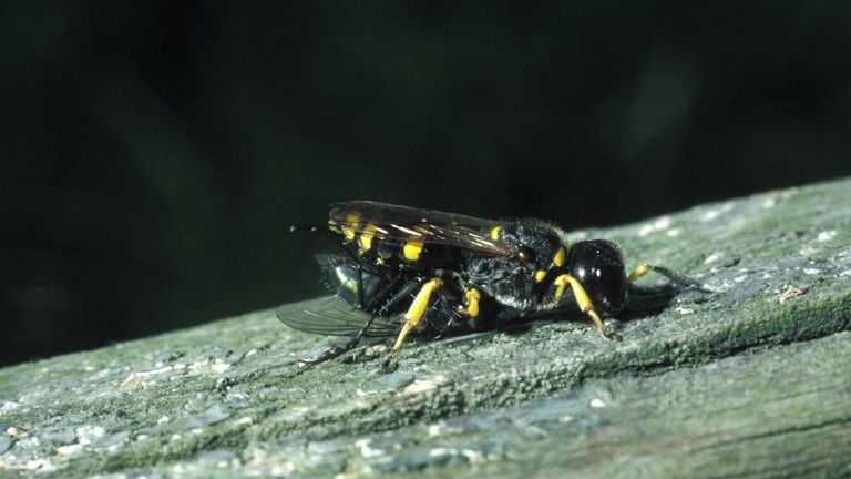 A block-headed wasp with a fly (photo: Saxifraga/Pieter van Breugel).