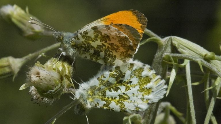 The mating of orange tips, the male above (photo: Marijke Verhagen).