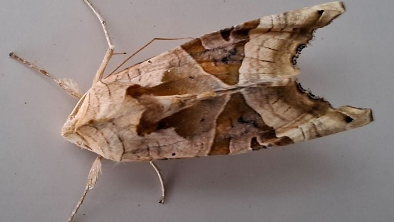 An agate butterfly (photo: Rinus Mesman).
