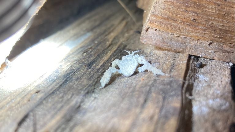 A small animal between the logs (photo: Jos Huybers).
