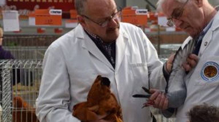A photo from a previous edition (photo: Rabbits and poultry association Waalwijk and surrounding areas.)