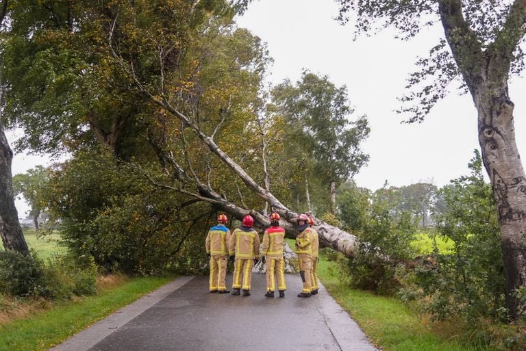 Boom on the road in Deurne (Photo: Harrie Grikeleels/press agency Heitink).