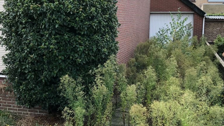 The driveway of this house in Zegge has become overgrown (photo: Willem-Jan Joachems)