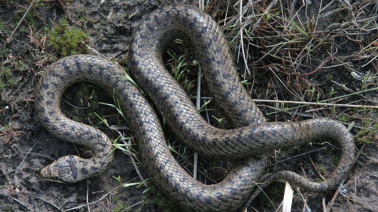 A smooth snake (photo: Saxifraga/Mark Zekhuis).