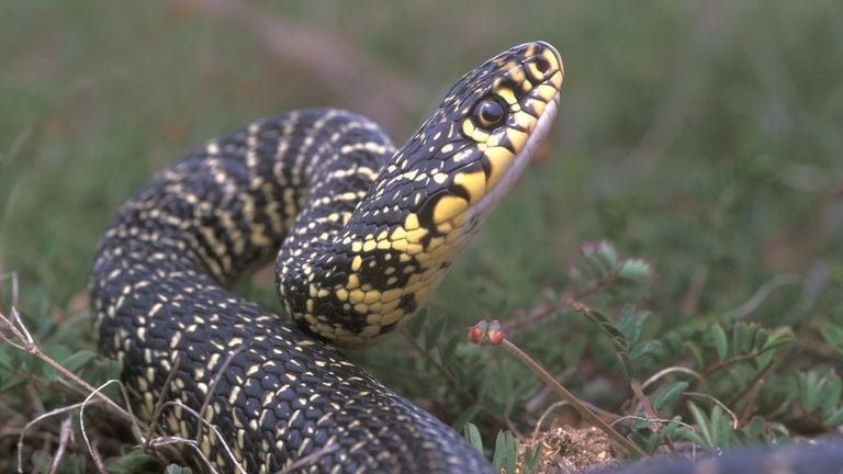 A yellow-green wrath snake (photo: Saxifraga/Edo van Uchelen).