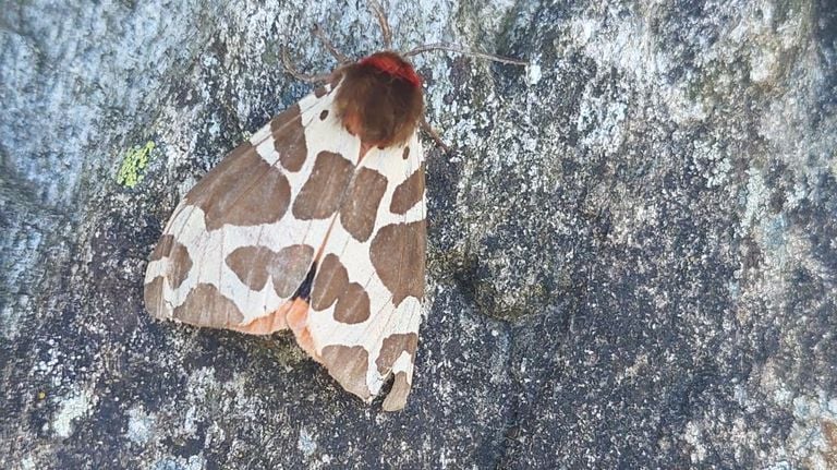 Bert photographed this butterfly in Montafon in Austria (photo: Bert Vervoort).