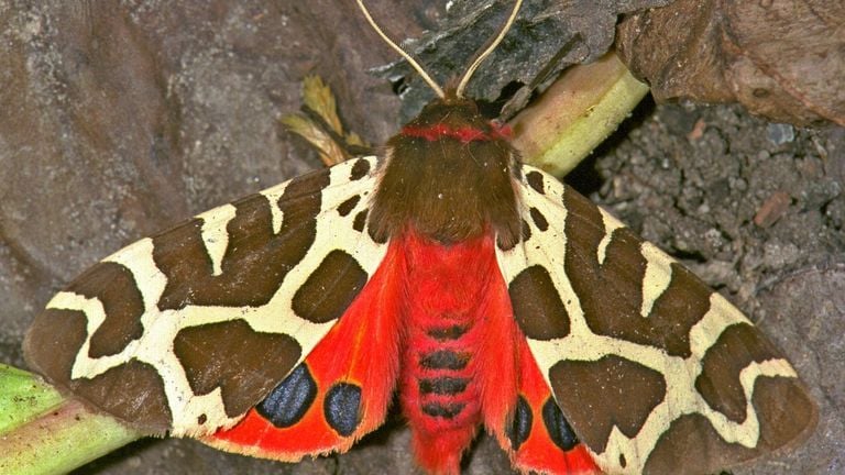 A large bear butterfly (photo: Butterfly Foundation).