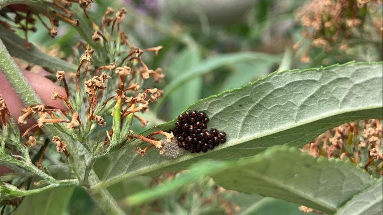 Nymphs southern green stink bug photo Gwendolyn