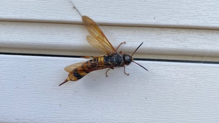 Tremex fuscicornis or large wood wasp (photo: Leon Smolders).